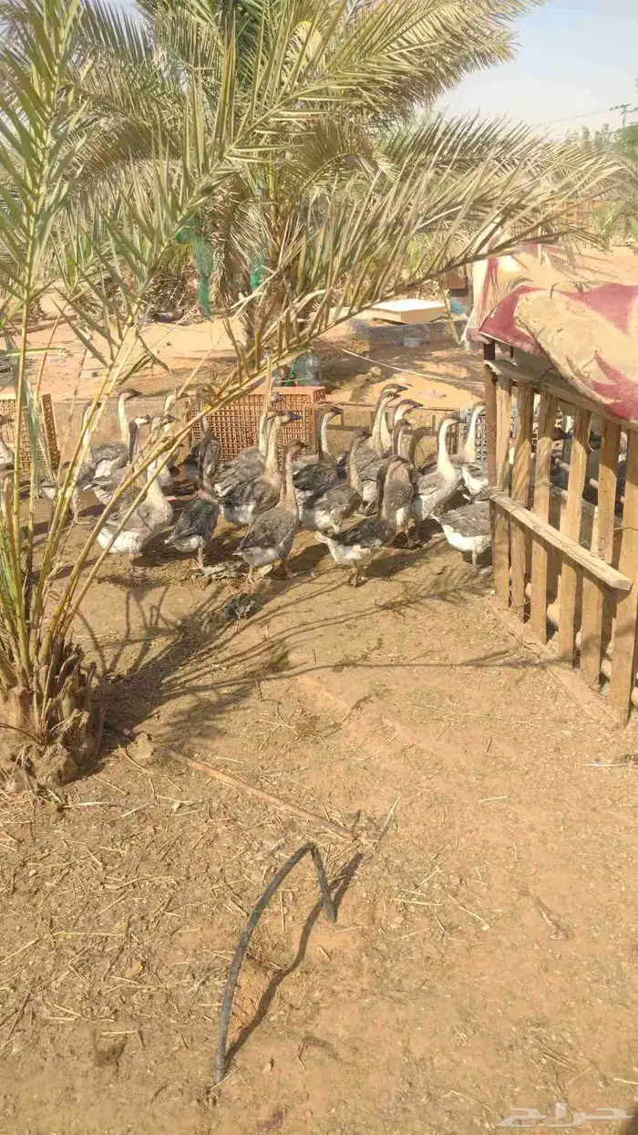 وز عراقي عمرة سنة 9