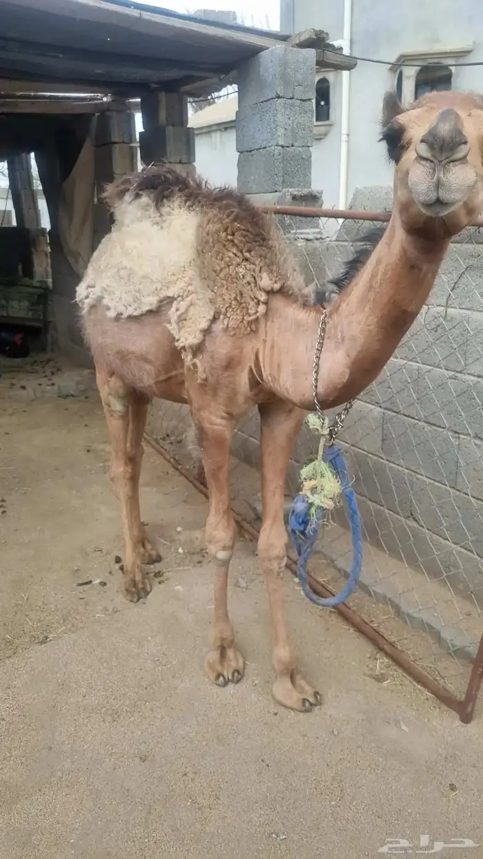 بكره للبيع عمرها سنتين 3