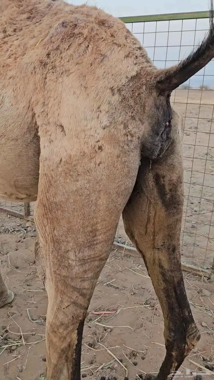 ملاقي مشروطه 1