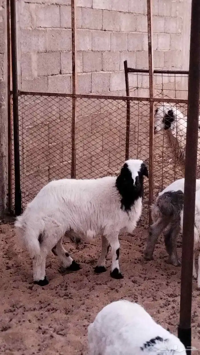 رفيديه معها طلي الفحل نعيمي عمره حول ثلاث شهور للبيع اعلا سو 3