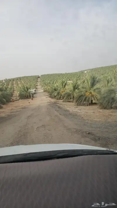 مطلوب مزرعة نخيل للايجار 0