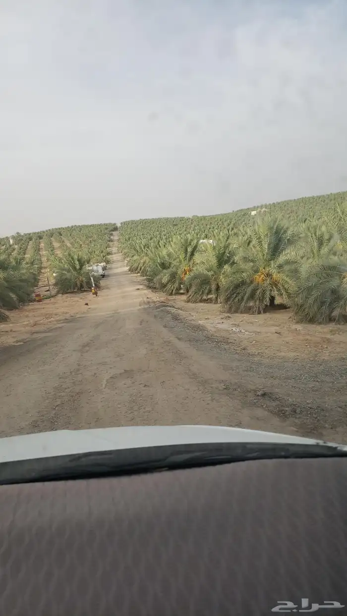 مطلوب مزرعة نخيل للايجار 0