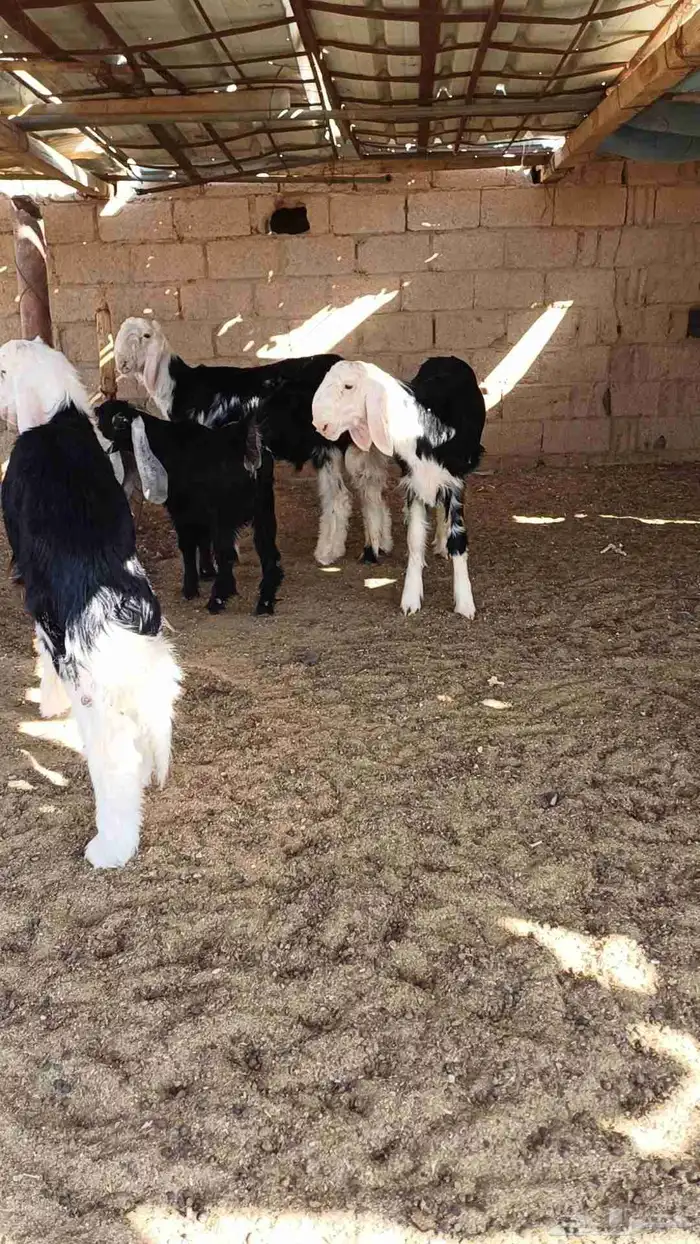 طليان نجد صنف 3