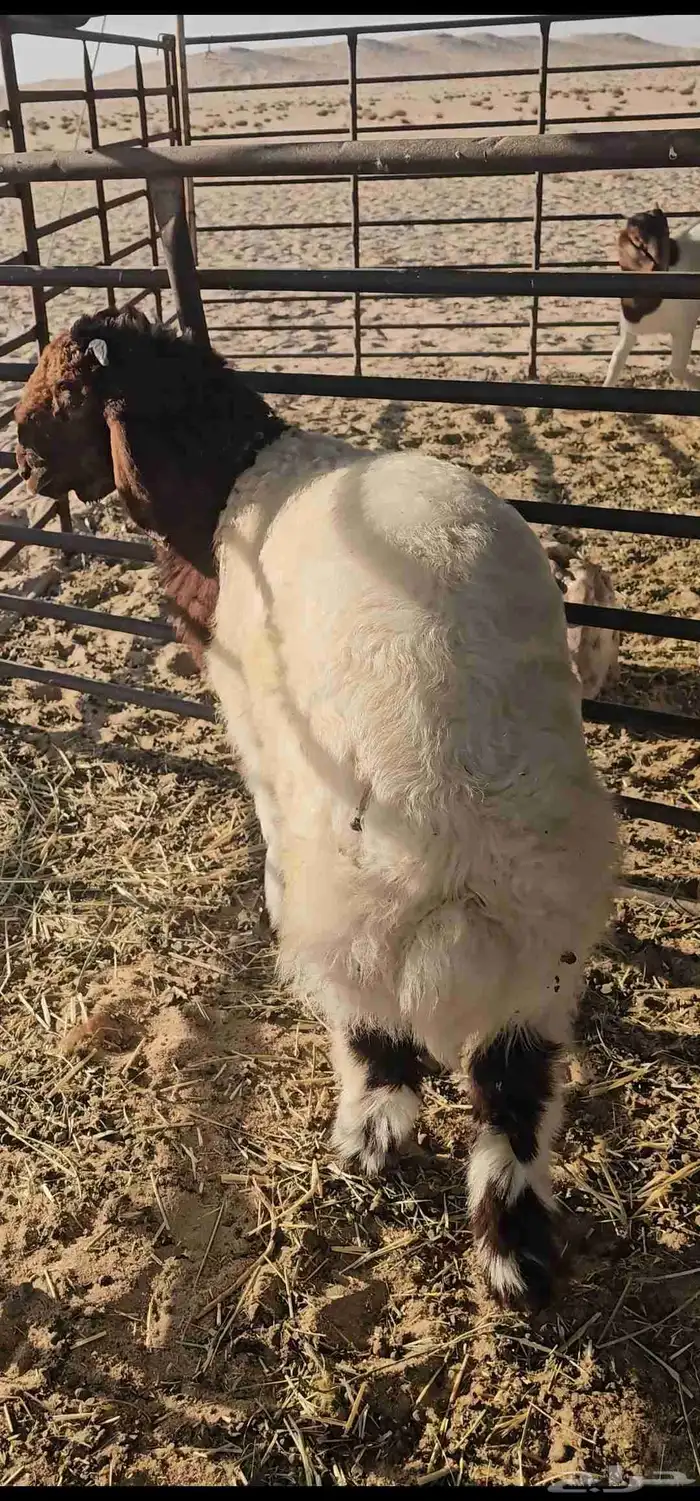 للبيع هرفي لباني فل الفل 3