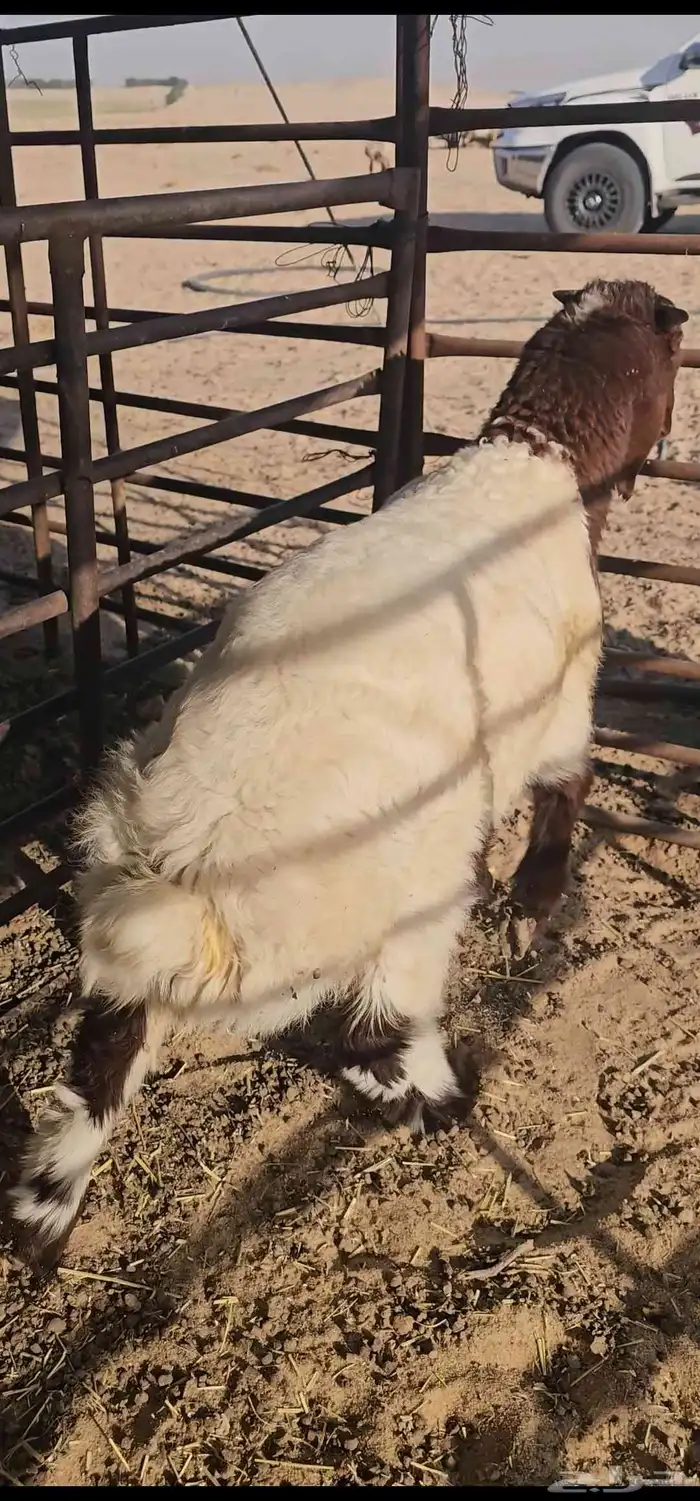 للبيع هرفي لباني فل الفل 4