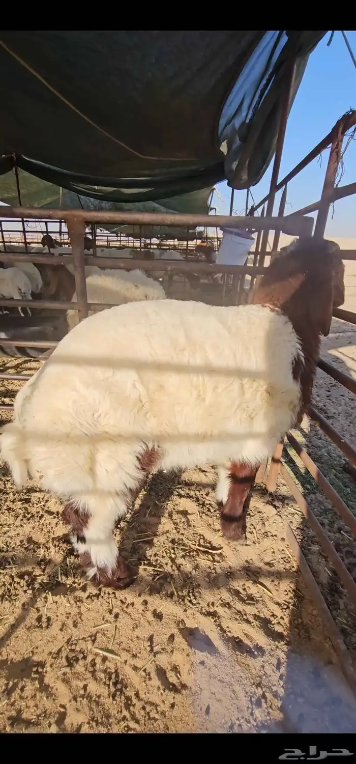 للبيع هرفي لباني فل الفل 0