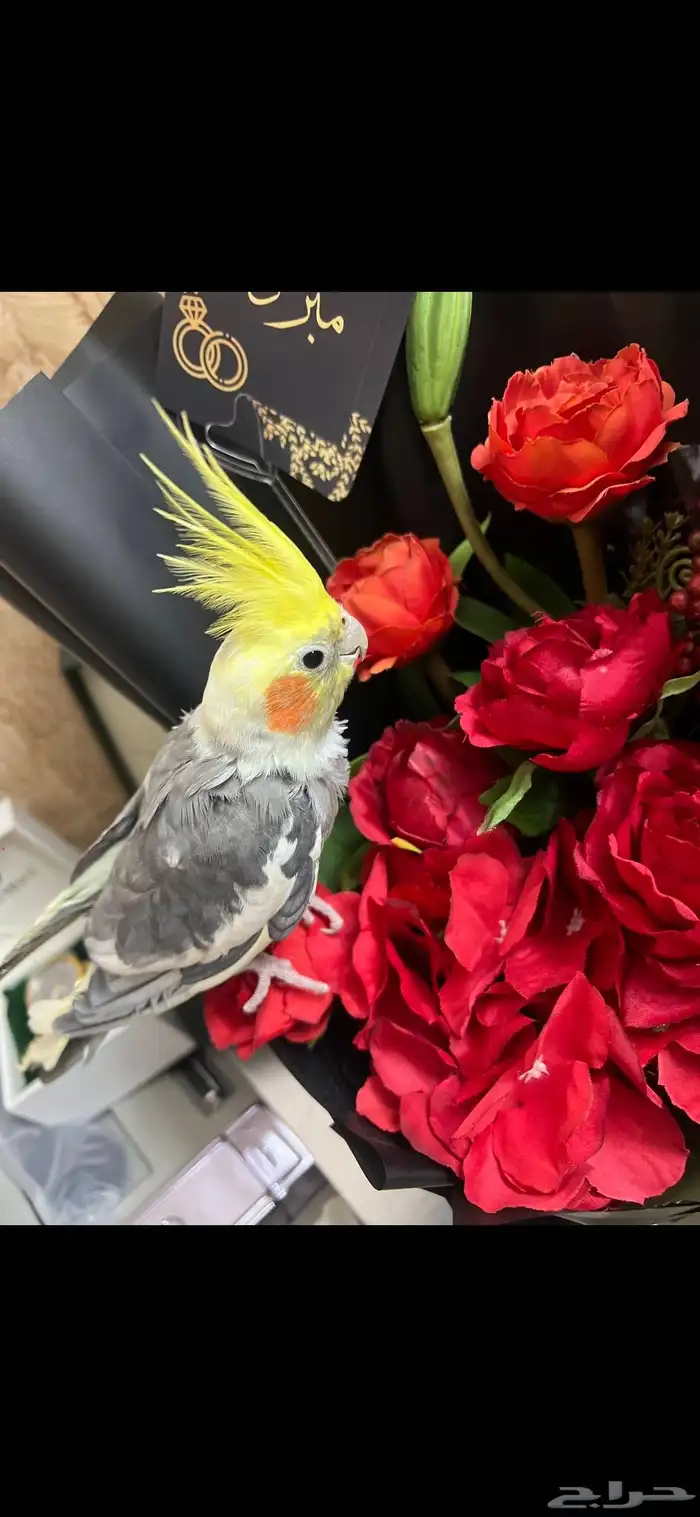 روز اليف للبيع ب 200 واتنين كروان واحد اليف واحد لا علا 200 1