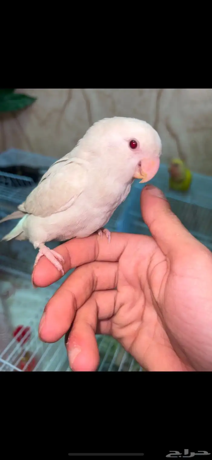 روز اليف للبيع ب 200 واتنين كروان واحد اليف واحد لا علا 200 2