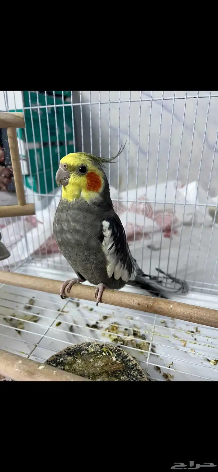 روز اليف للبيع ب 200 واتنين كروان واحد اليف واحد لا علا 200 0