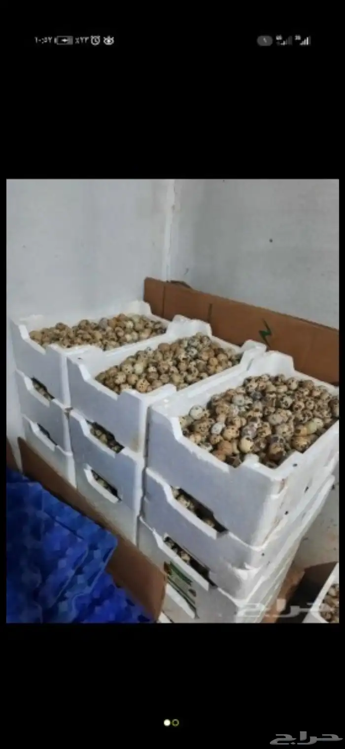 بيض سمان انتاج يومي ولله الحمد 4