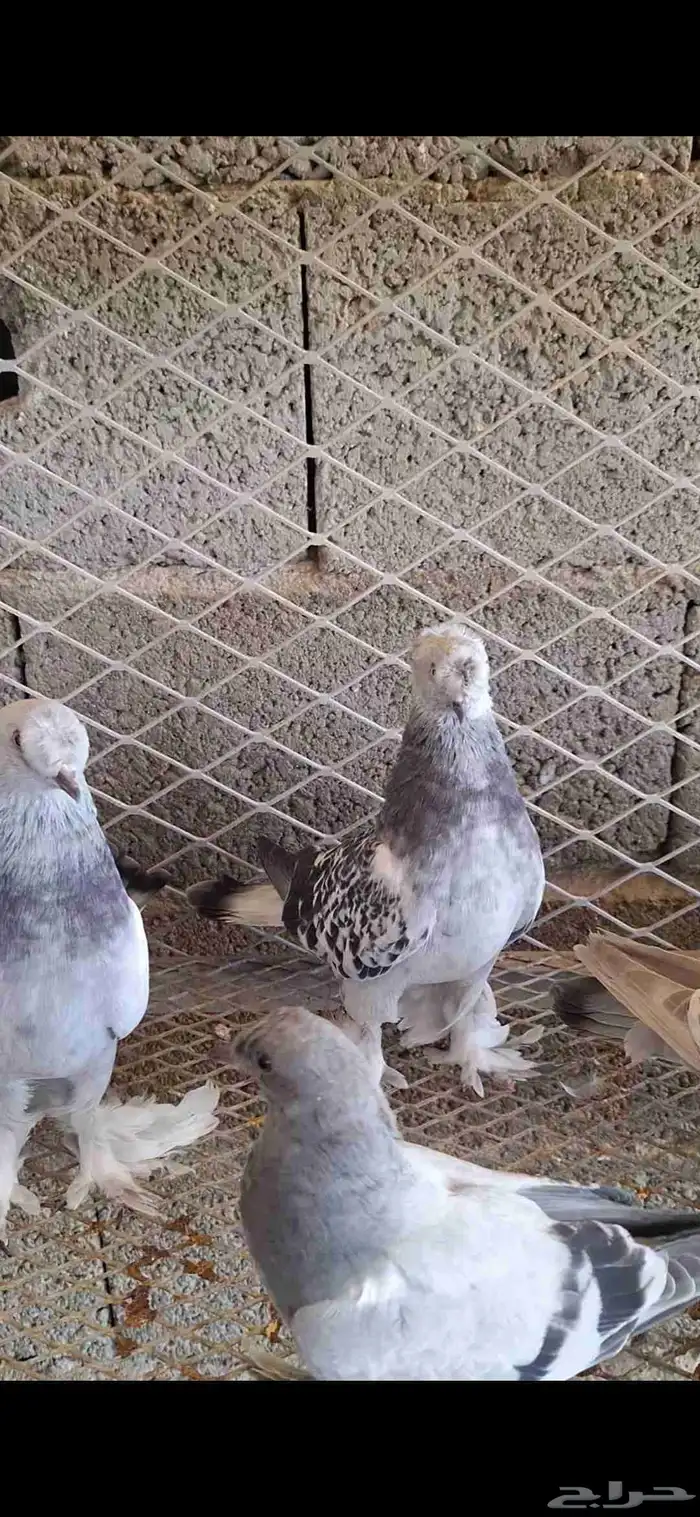 حمام زينه منتج ماشاءالله تبارك الله 0