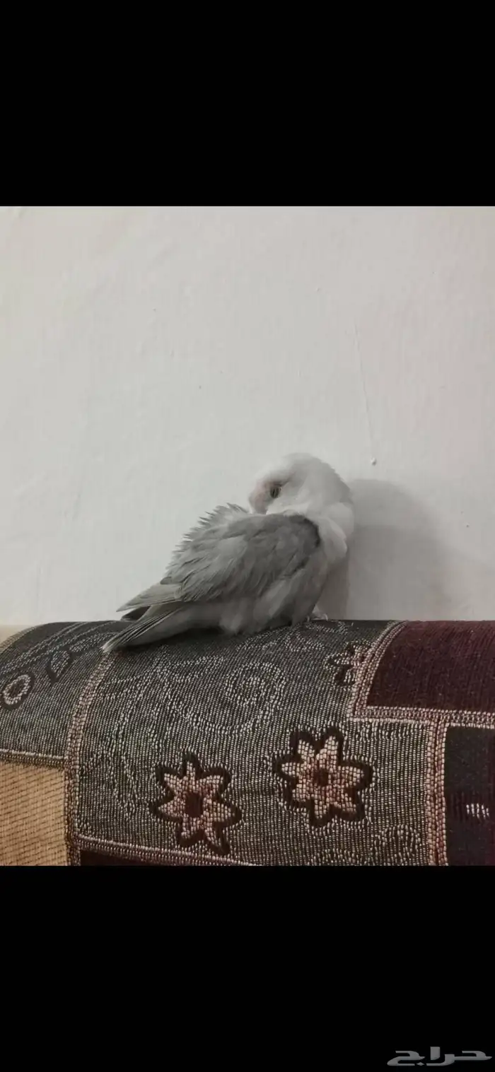 السلام عليكم العصفور هذا مفقود بحي المزعبر 1