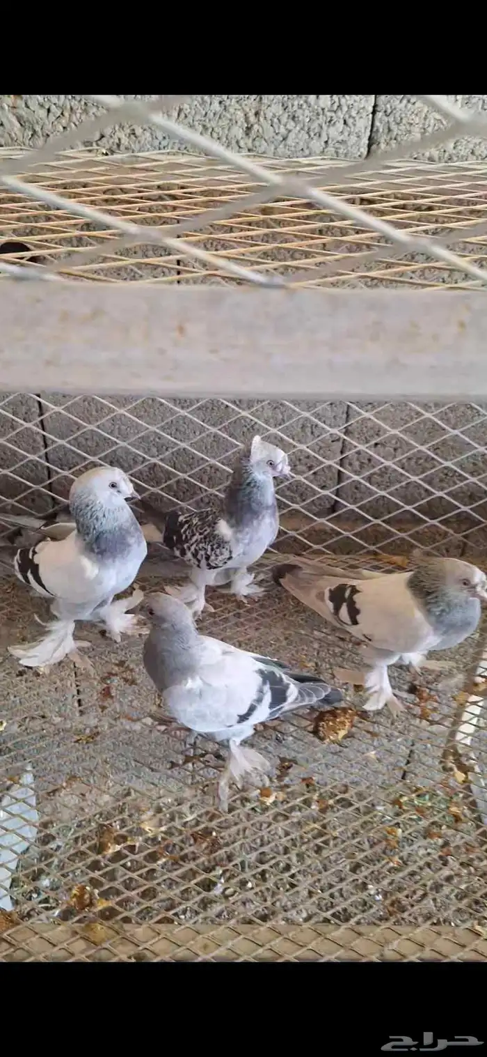 حمام زينه منتج ماشاءالله تبارك الله 2