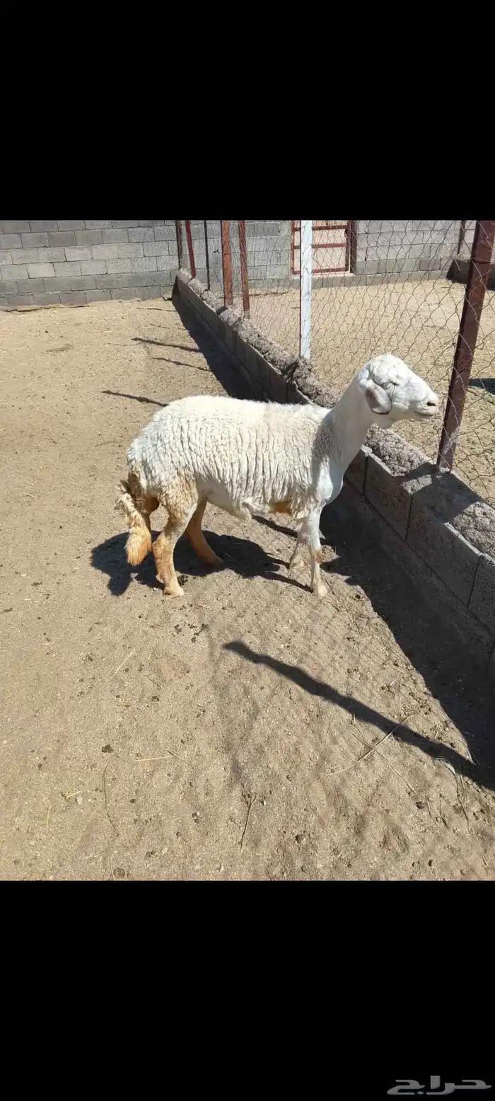 للبيع رخل جذعه دافع مقرب ولاده جرم وجنب وظهر شرط 3