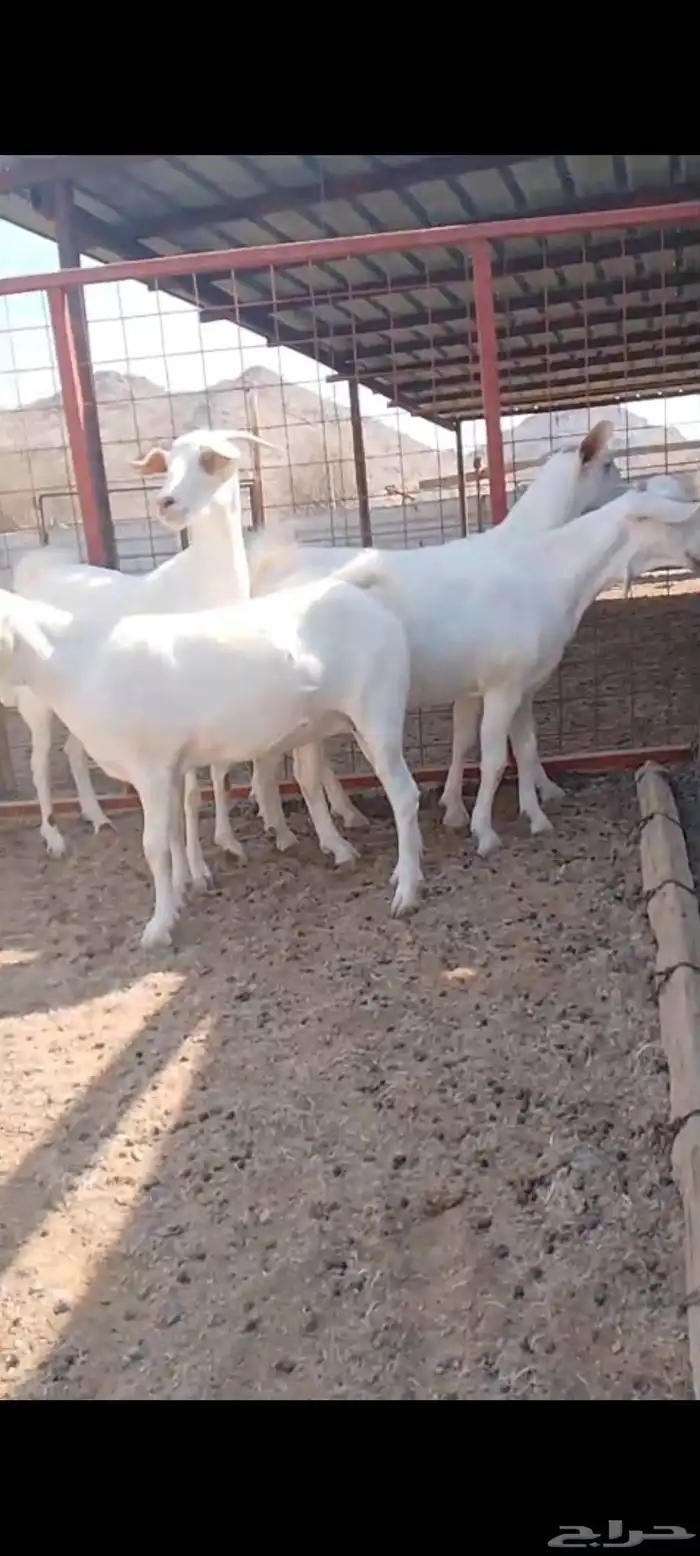 جفار برص صنف الصنف فواخر معرفات 1