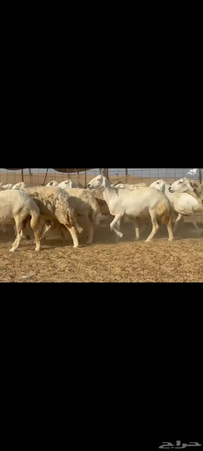 غنم حريات جنب دفيع شرط 50راس تحتها 8 0
