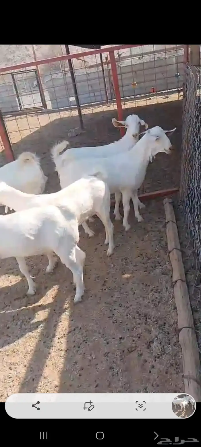 جفار برص صنف الصنف فواخر معرفات 5