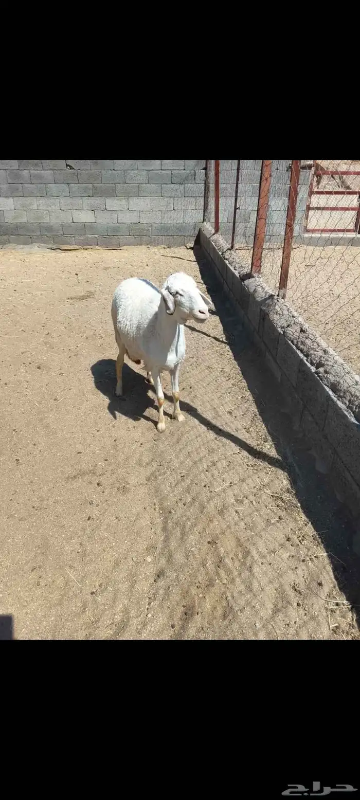 للبيع رخل جذعه دافع مقرب ولاده جرم وجنب وظهر شرط 5