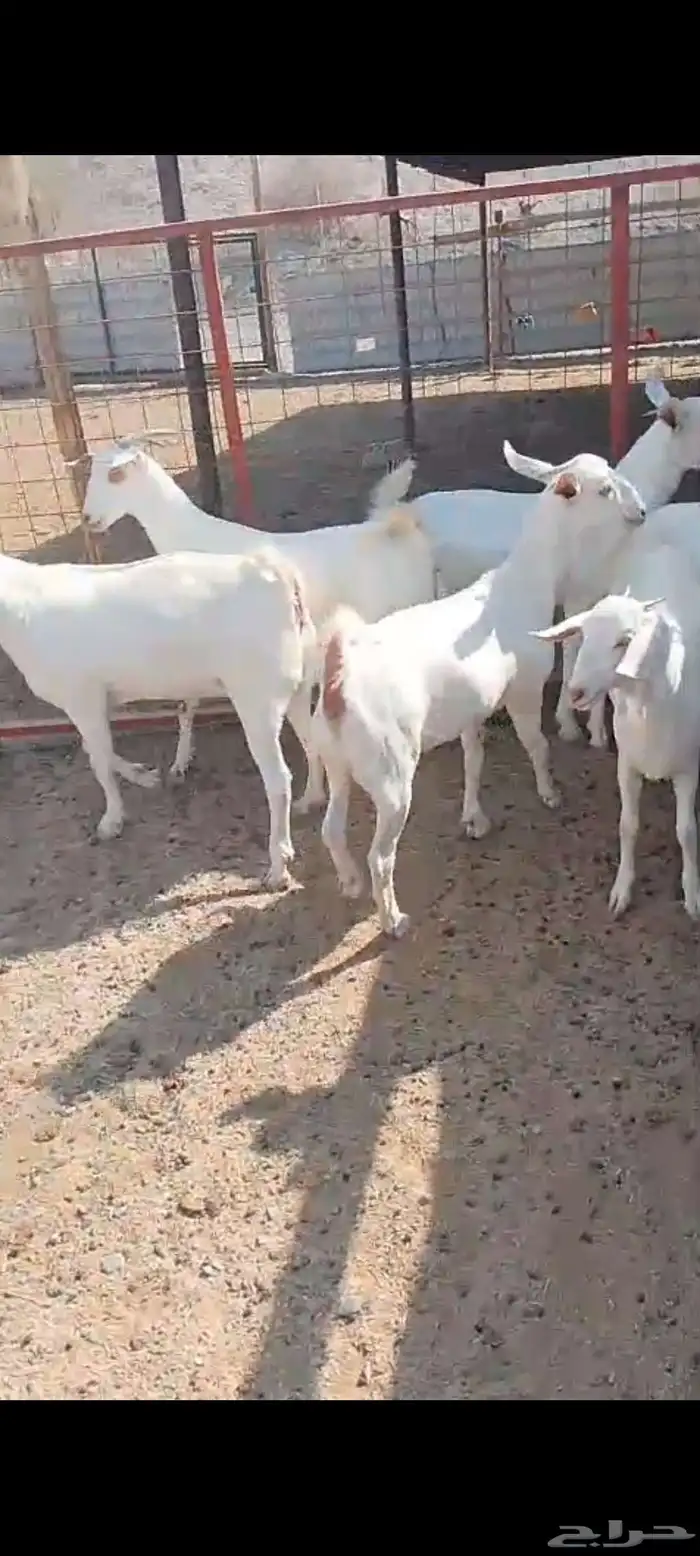 جفار برص صنف الصنف فواخر معرفات 4