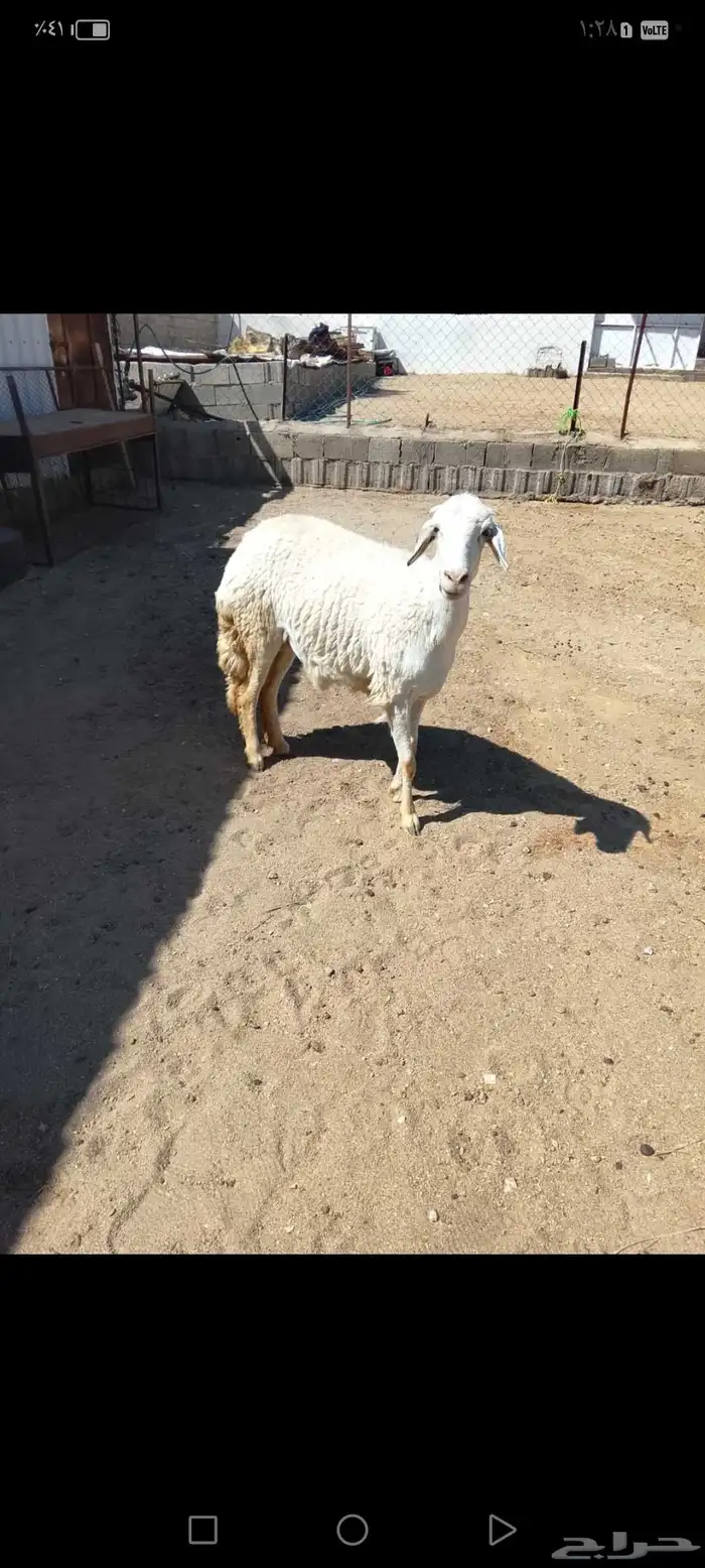 للبيع رخل جذعه دافع مقرب ولاده جرم وجنب وظهر شرط 6