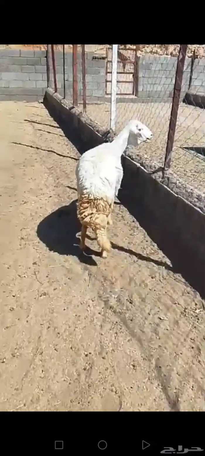 للبيع رخل جذعه دافع مقرب ولاده جرم وجنب وظهر شرط 4