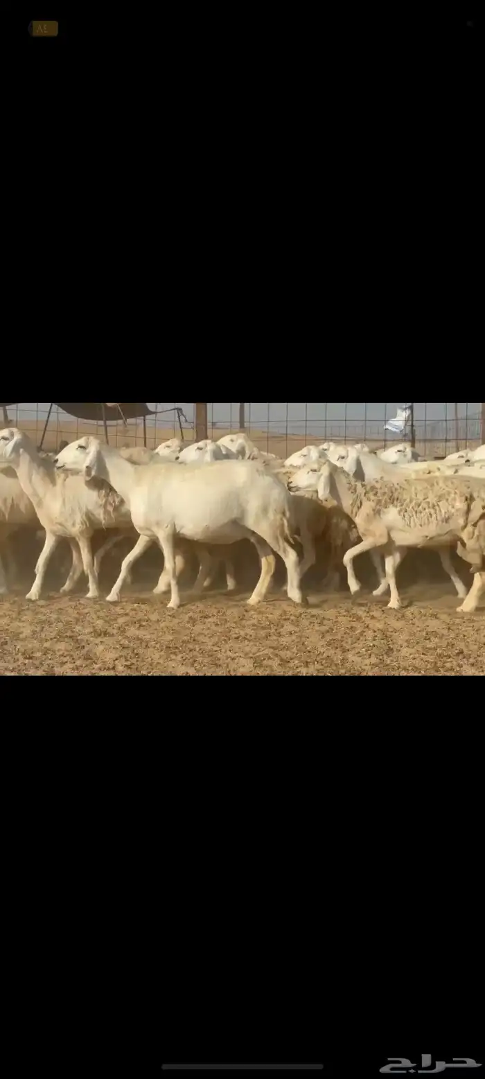 غنم حريات جنب دفيع شرط 50راس تحتها 8 4