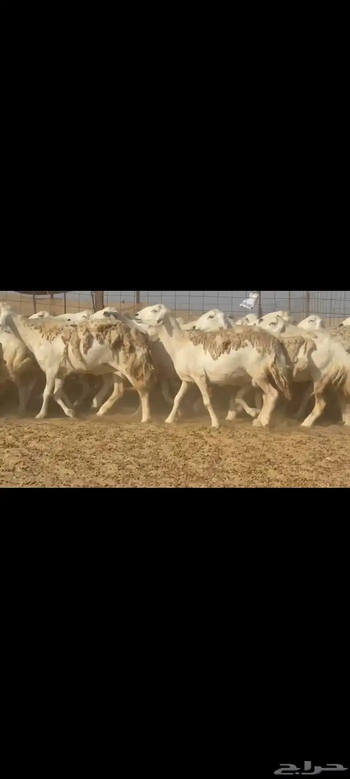 غنم حريات جنب دفيع شرط 50راس تحتها 8 3