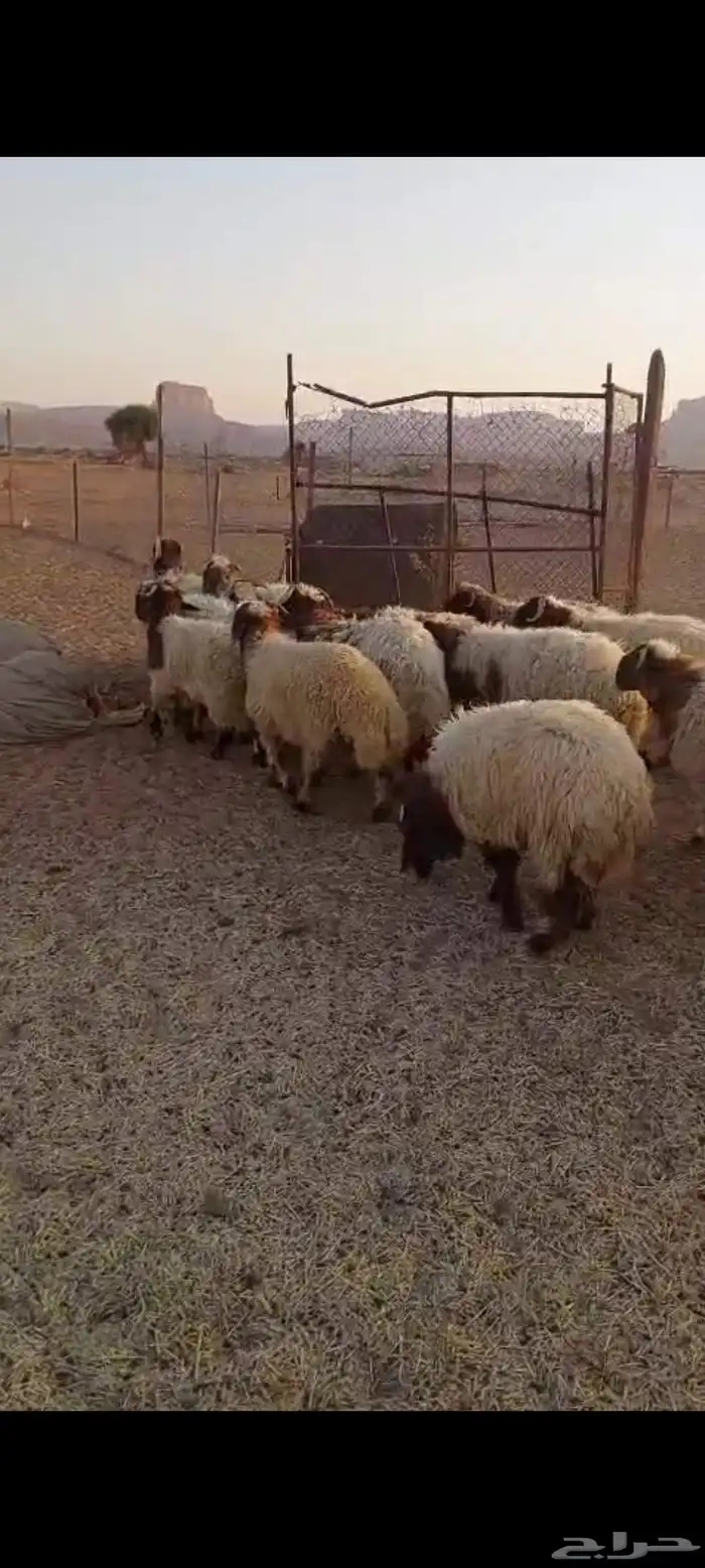 خرافان جذعان نعيم 1