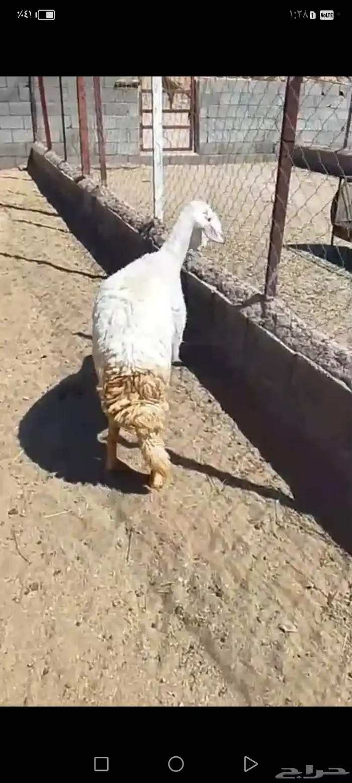 للبيع رخل جذعه دافع مقرب ولاده جرم وجنب وظهر شرط 0