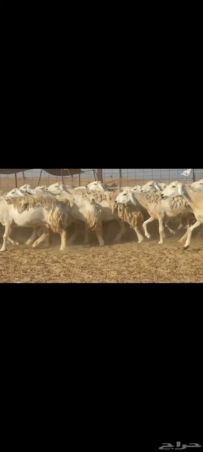 غنم حريات جنب دفيع شرط 50راس تحتها 8 2