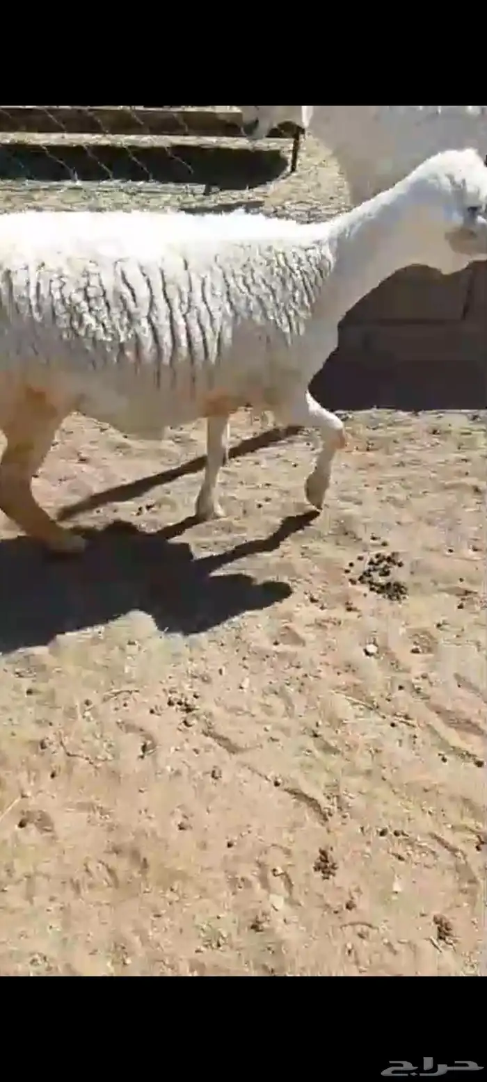 للبيع رخل جذعه دافع مقرب ولاده جرم وجنب وظهر شرط 2