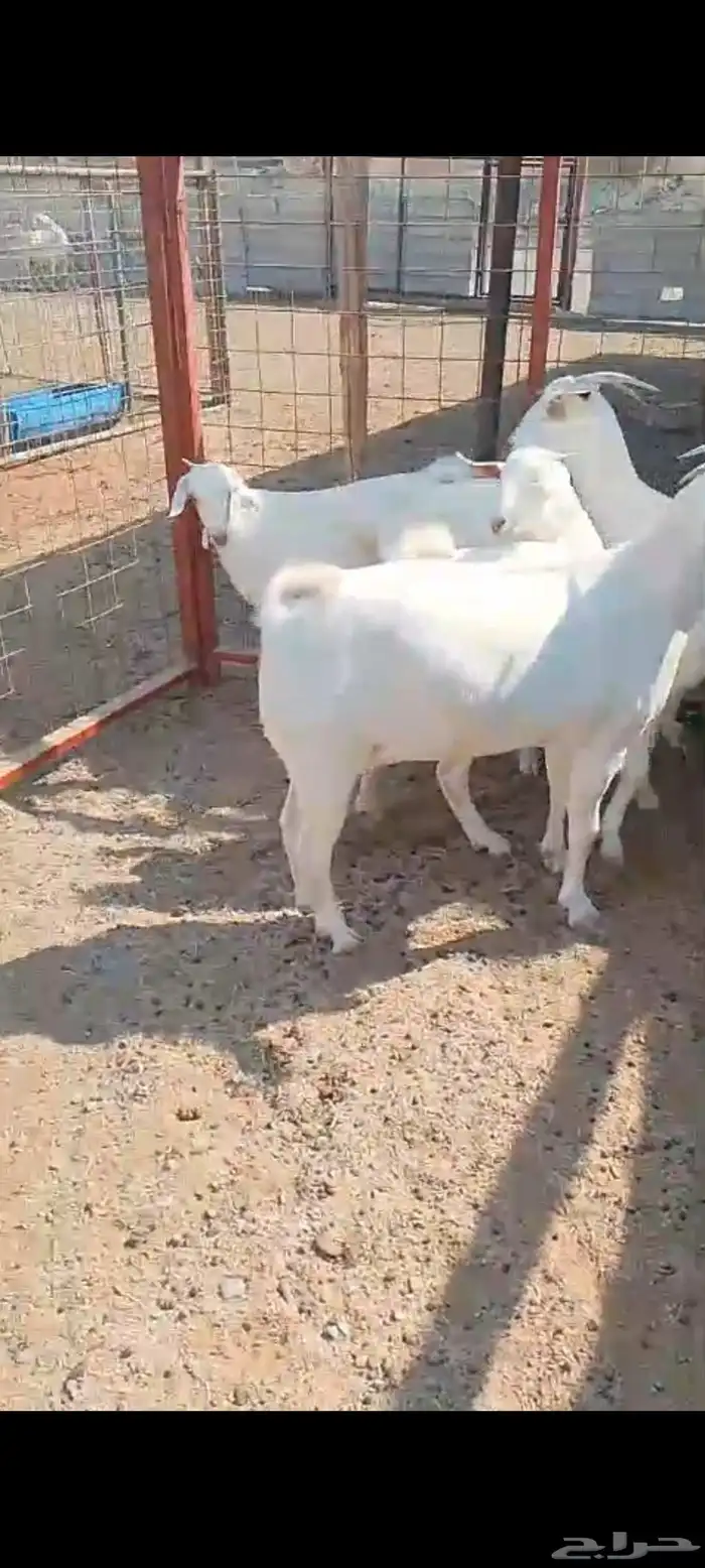 جفار برص صنف الصنف فواخر معرفات 3