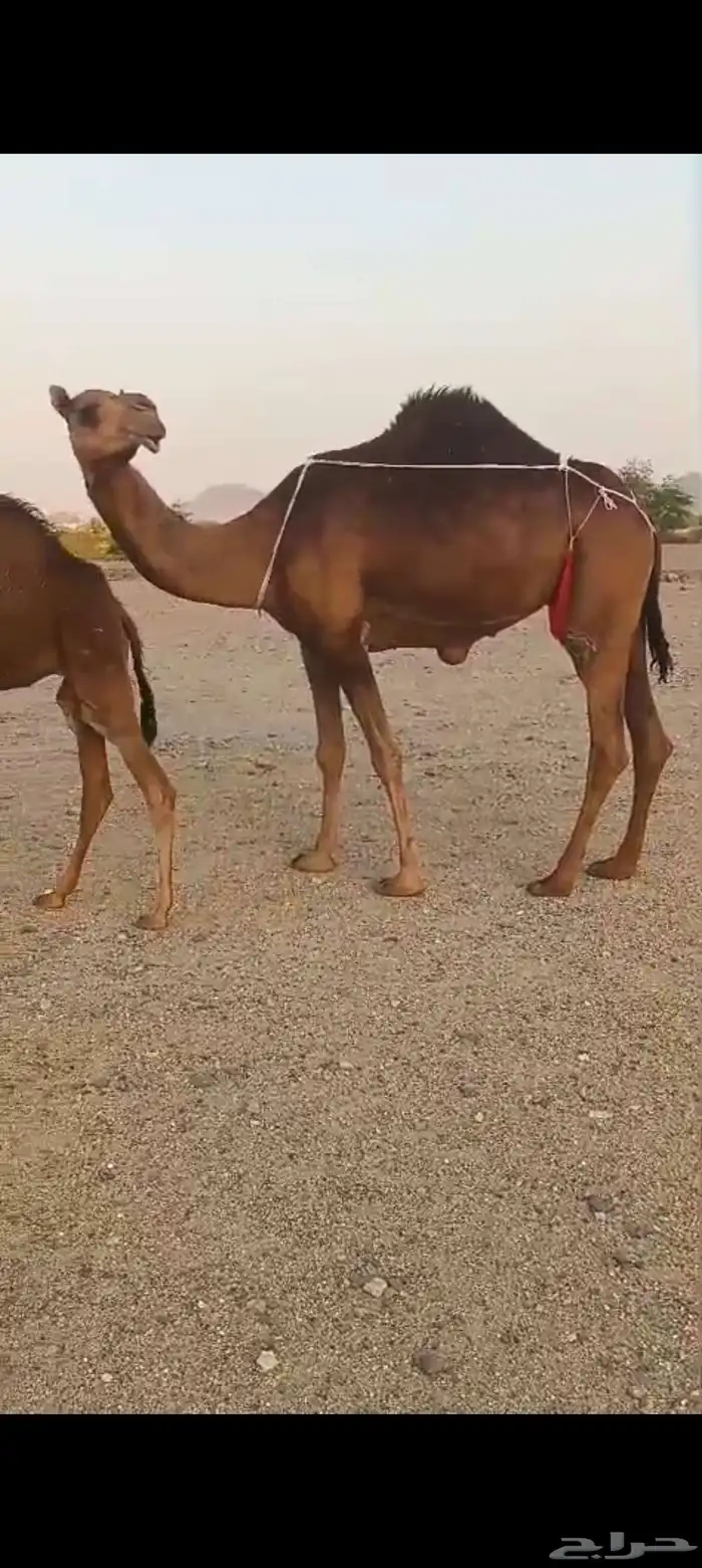 خلفتين كفو من 10500 5