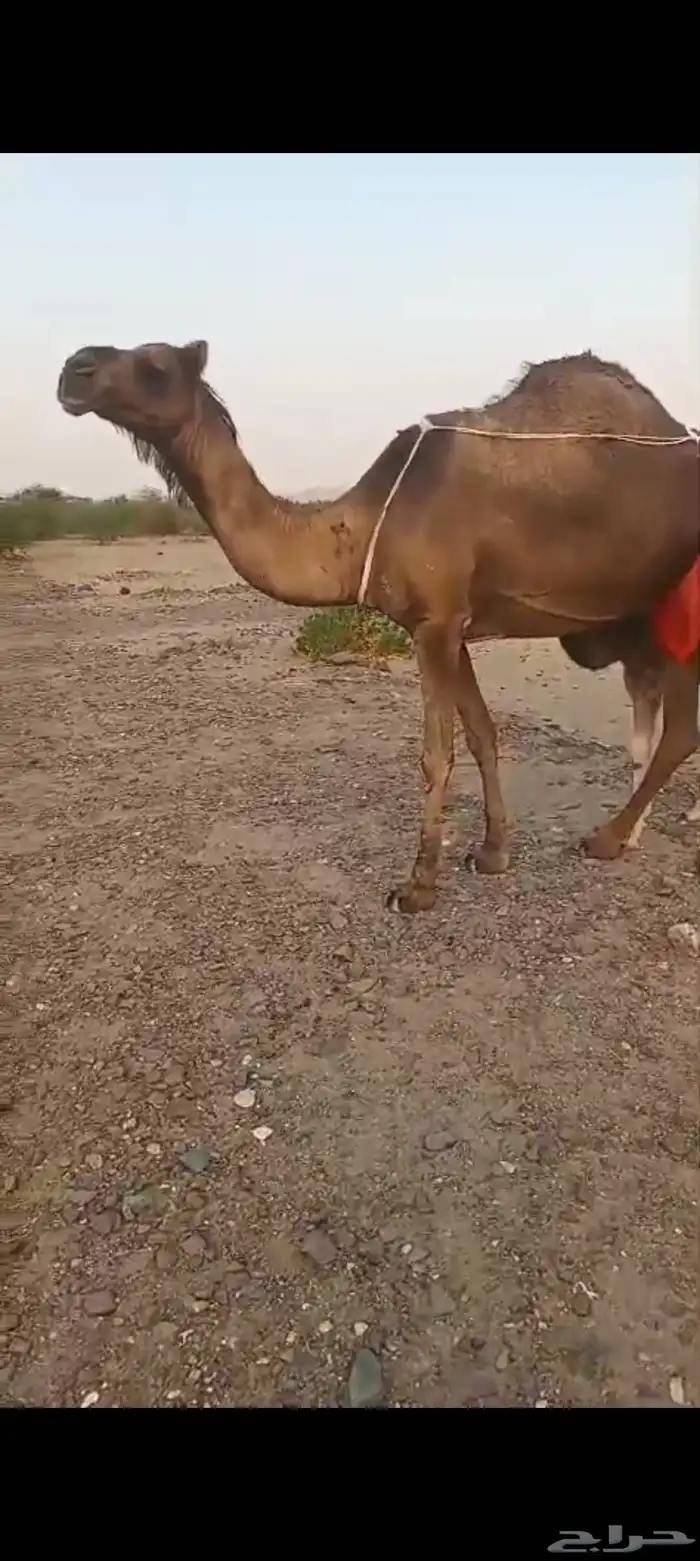 خلفتين كفو من 10500 3