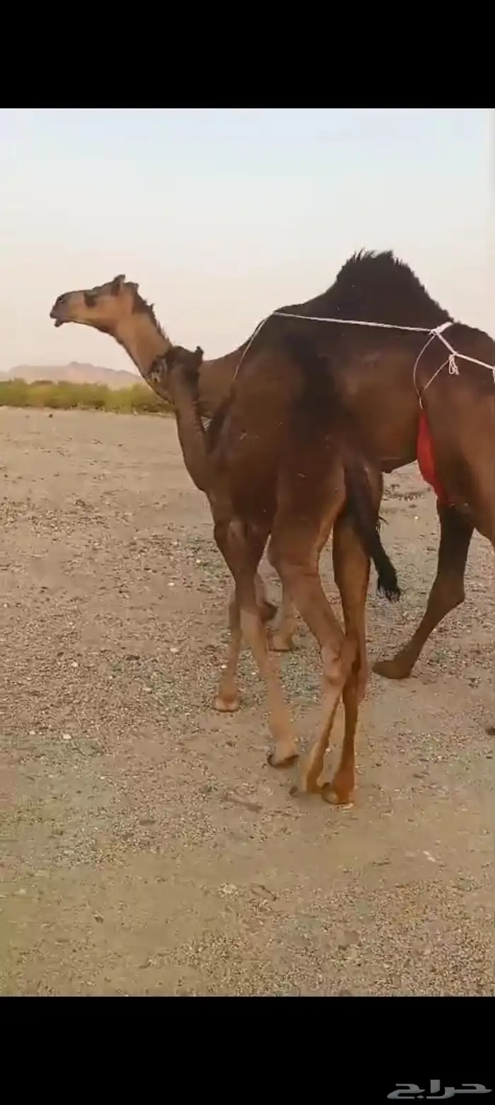 خلفتين كفو من 10500 9