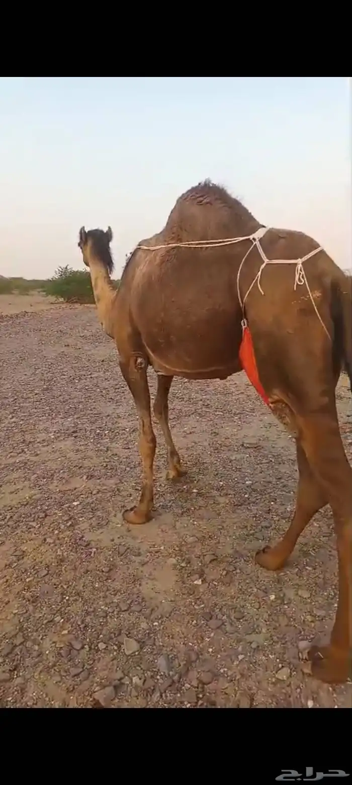 خلفتين كفو من 10500 8