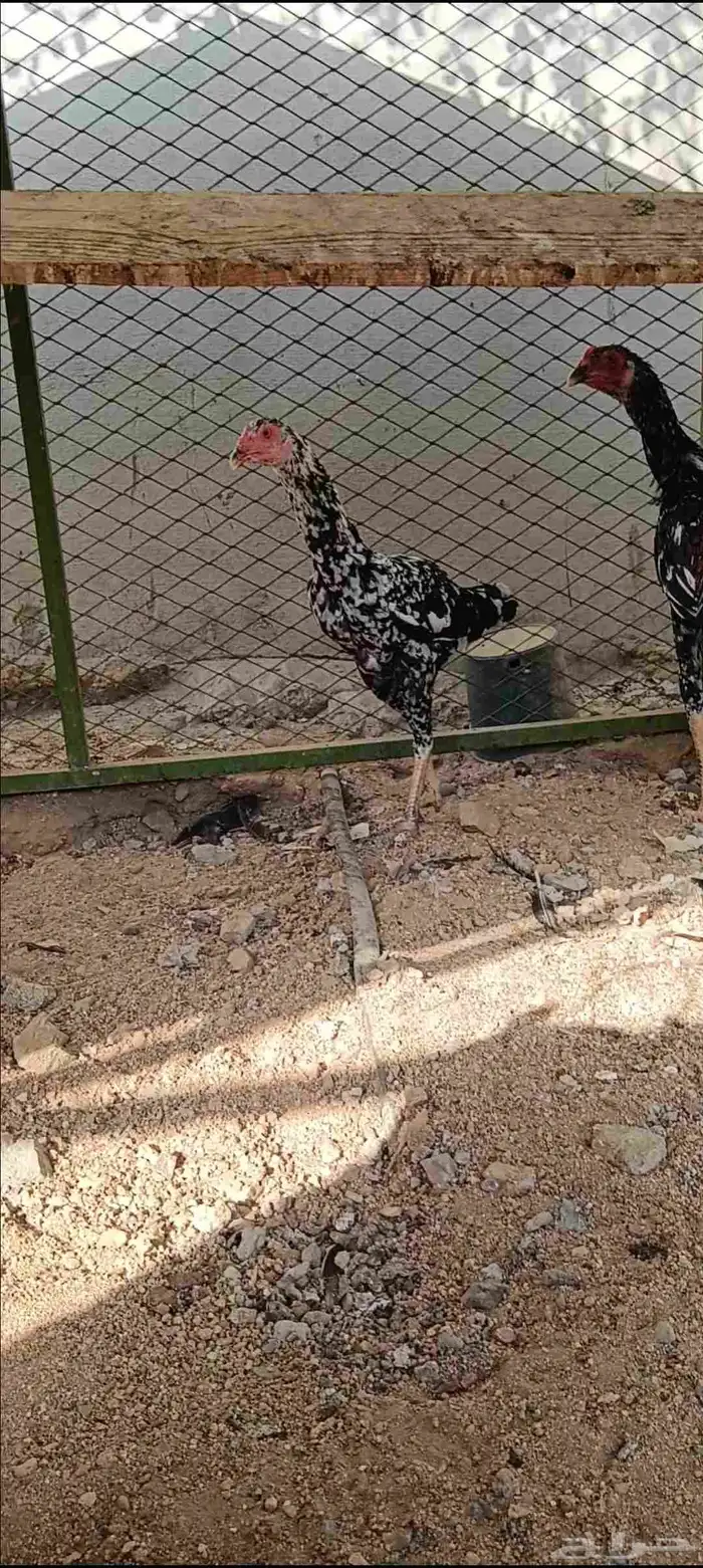 دجاج باكستاني 2