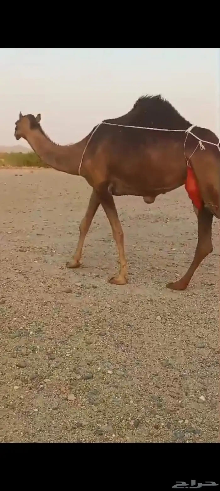 خلفتين كفو من 10500 7