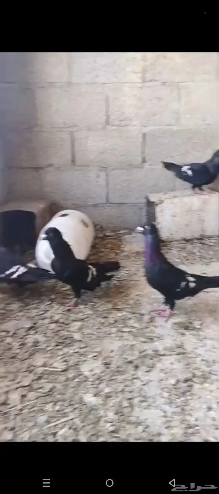 جكالي سود منتجات شرط 0