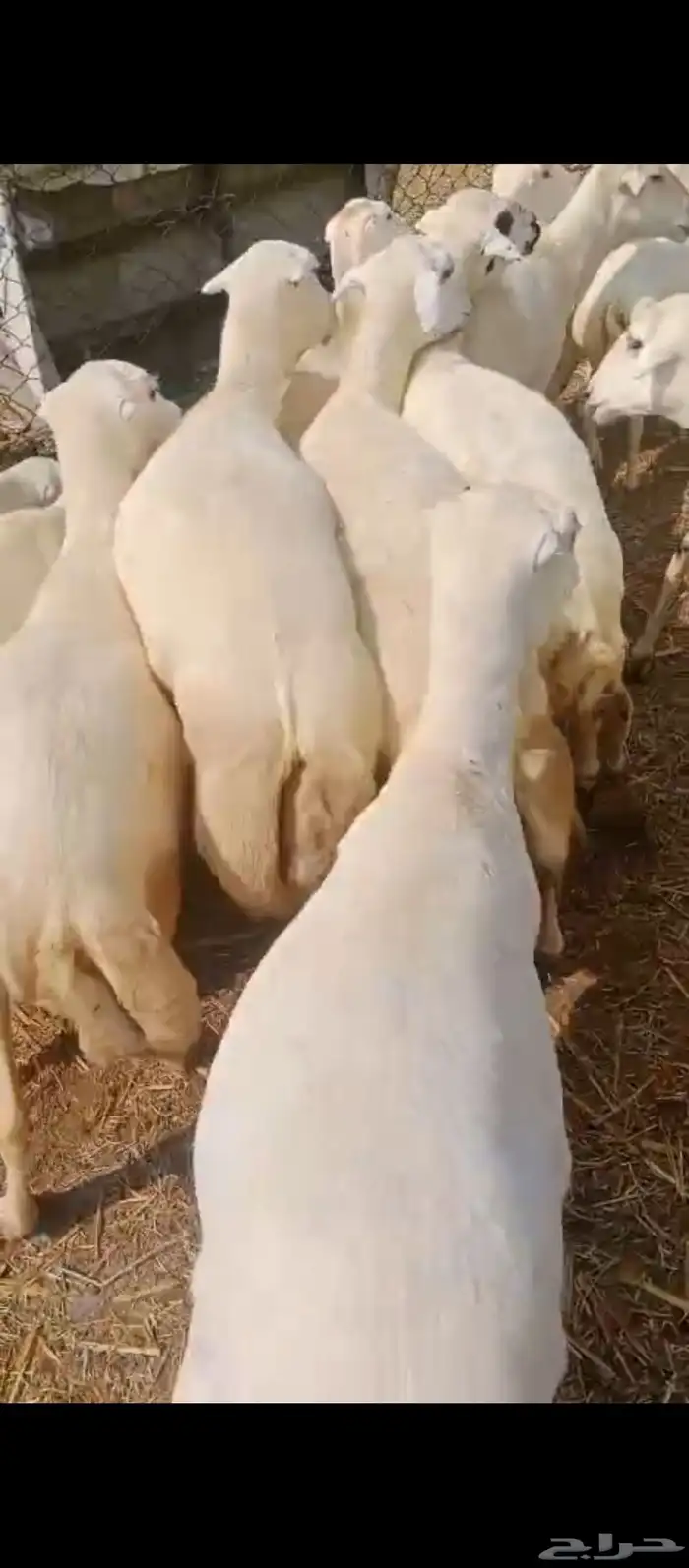 ضان رفيديت بلدي قرايب مولدات العدد 200 1