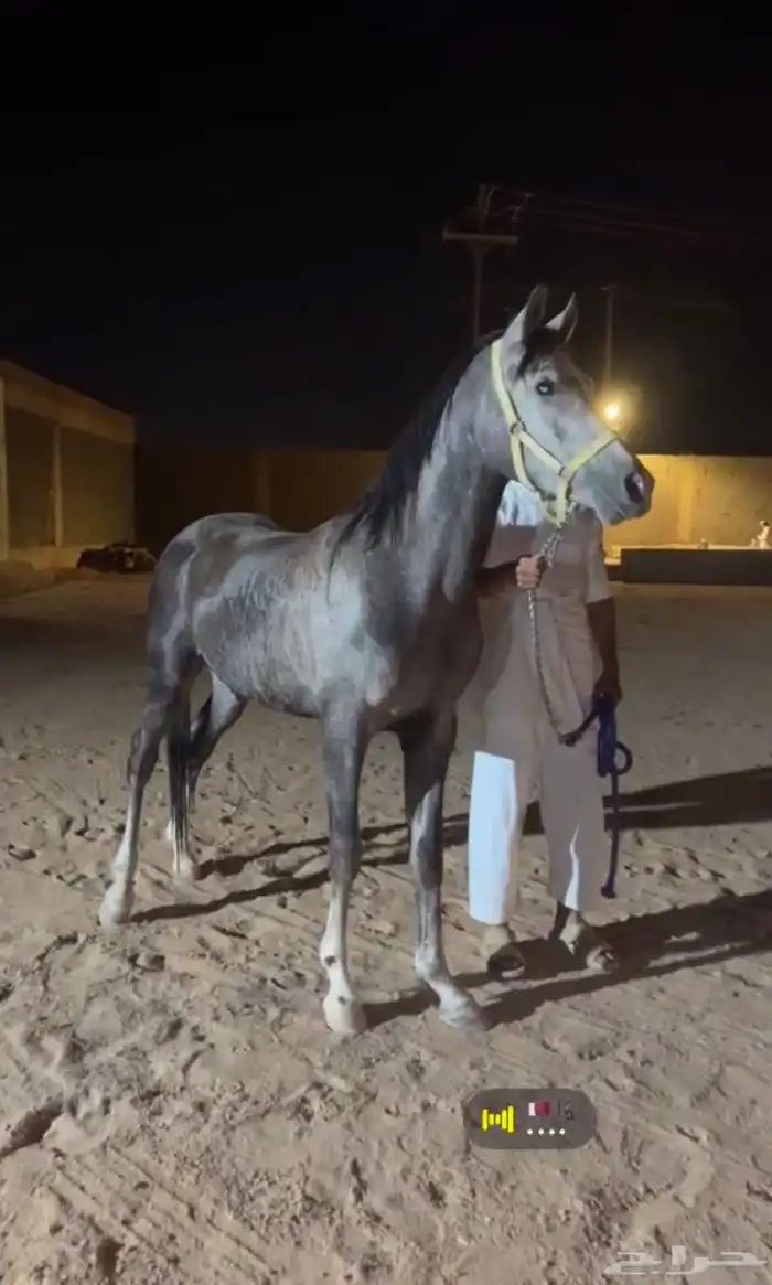 حصان شعبي 0