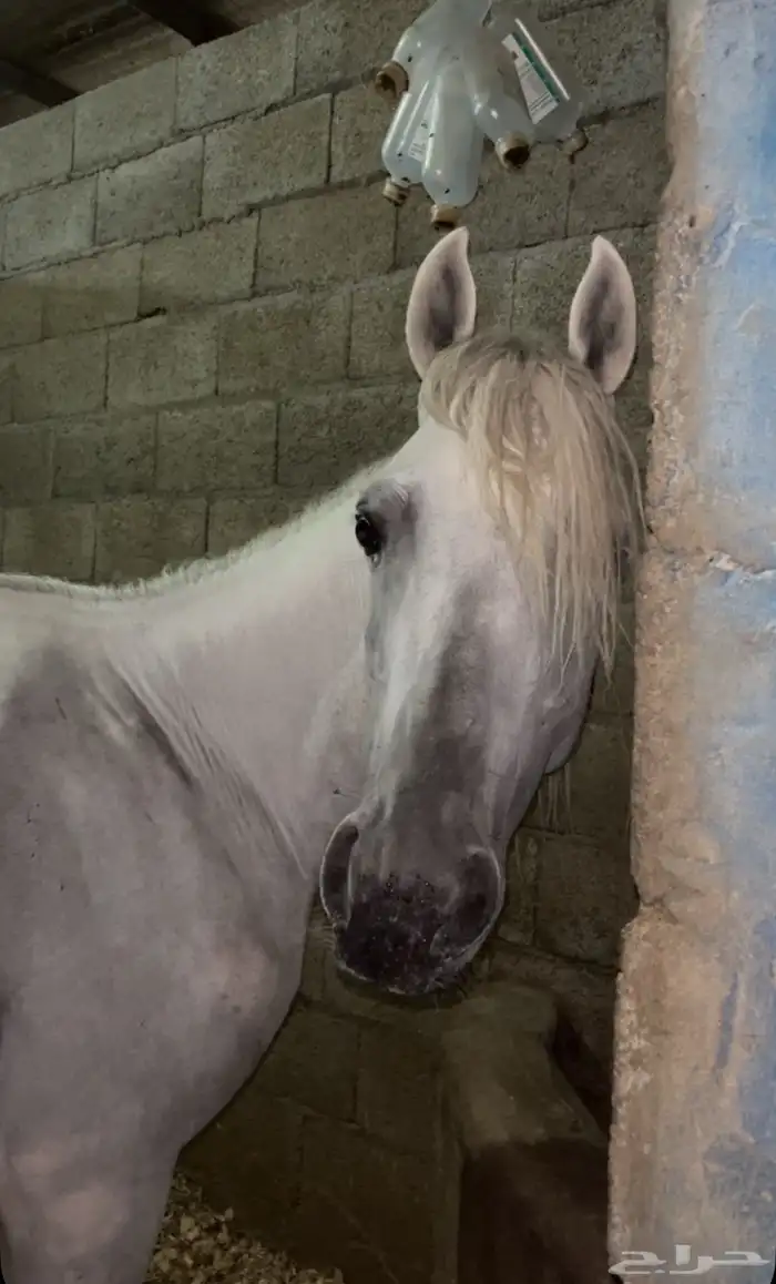 حصان شعبي فاخرر 5