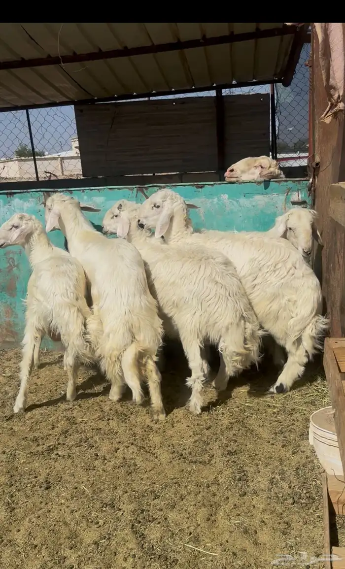 خرفان مبادي أو مشاريع فحول 3