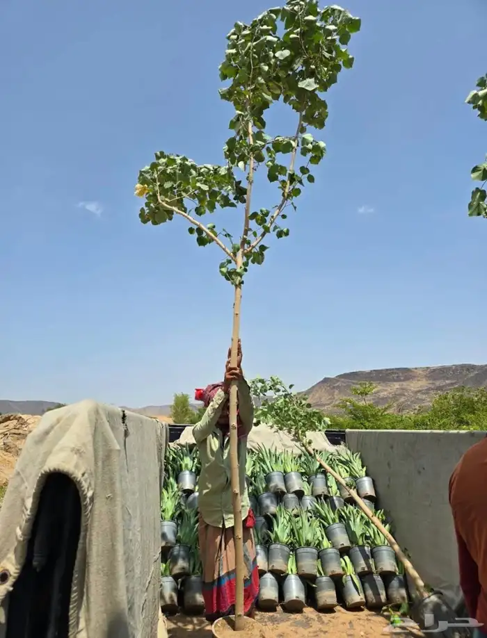 مشتل الجموم الجميع انواع اشجار با الجملة للزراعة 2
