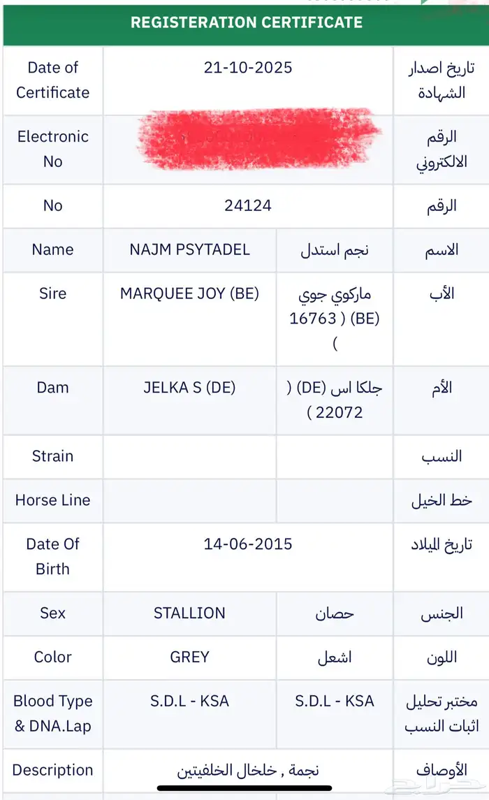 حصان واهو 2
