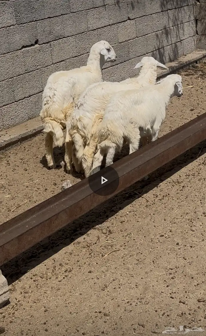 ثربان 1