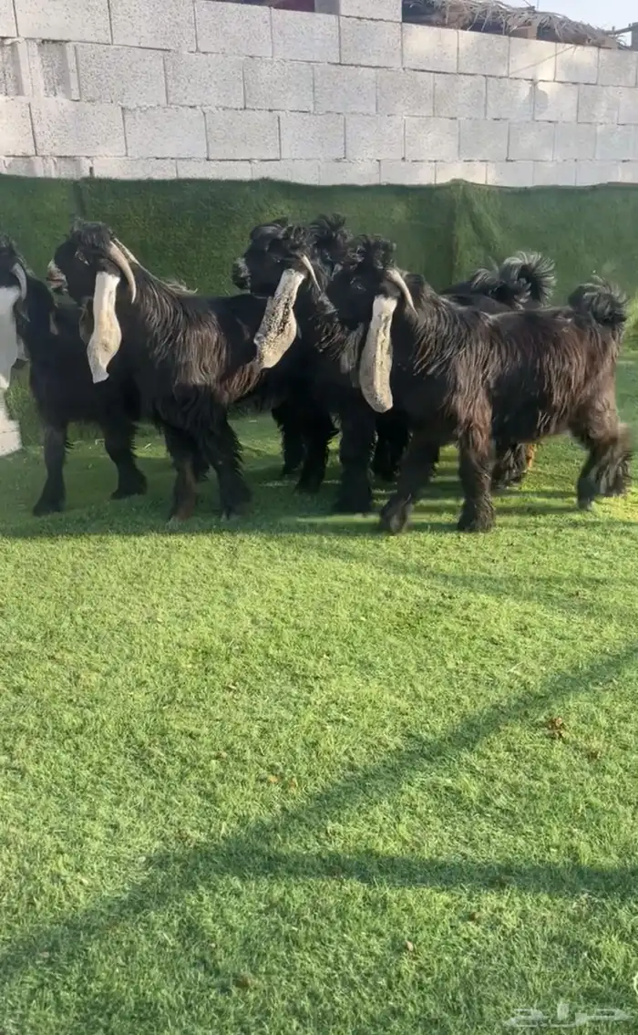 فحول عوارض صنف نادر خصممم 2