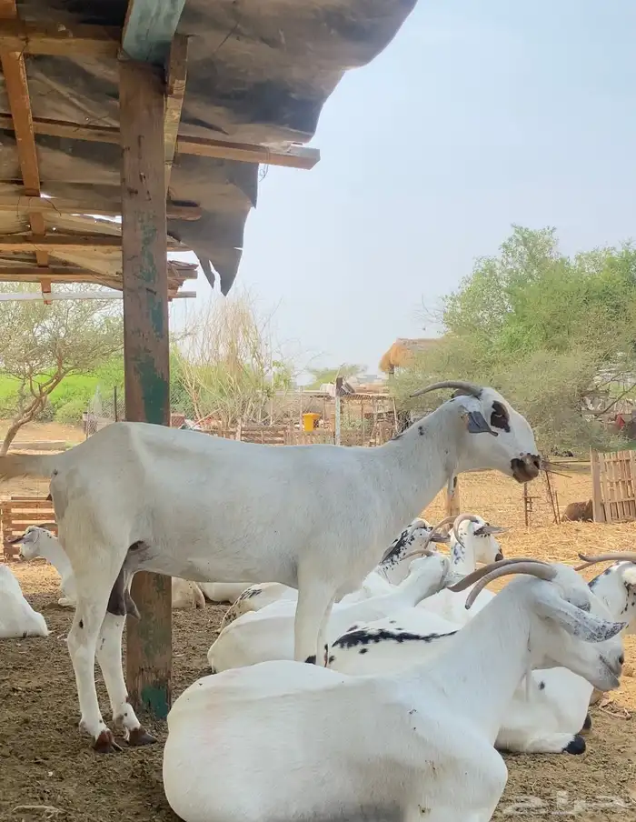 ثنتين ماعز كحل 3