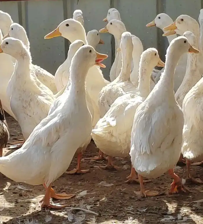 بط بكيني ذبح الاعمار من 3 الى 4 شهور 5