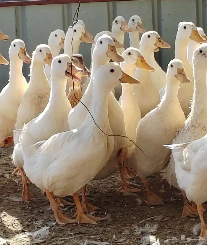 بط بكيني ذبح الاعمار من 3 الى 4 شهور 3